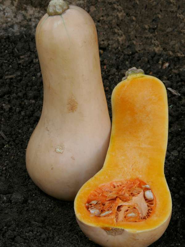 Squash Butternut Waltham Seeds
