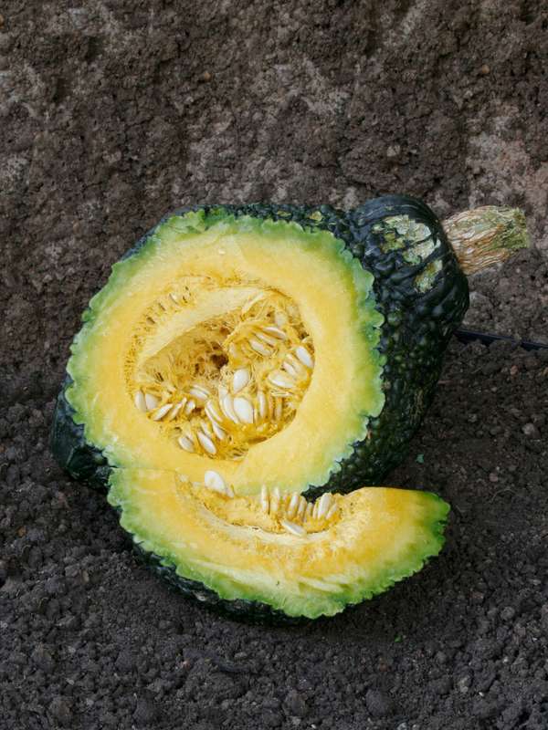 Squash Grn Hubbard Chicago Seeds