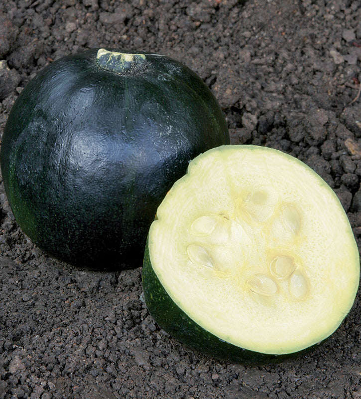 Squash Gem Rolet Seeds