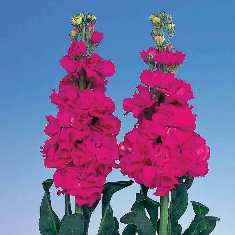 Stocks Iron Rose Seed