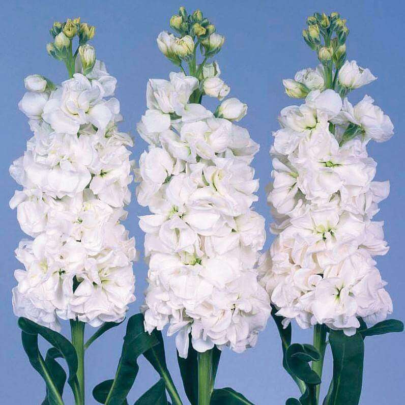 Stocks Iron White Seed