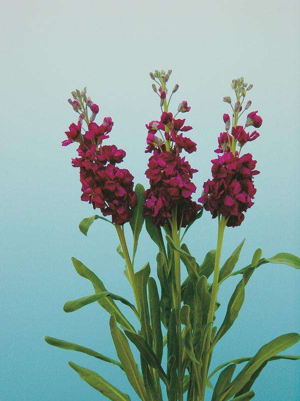 Stocks Beauty Reddish Purple Seeds