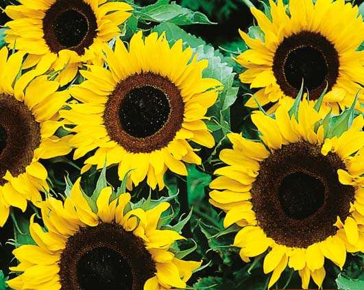 Sunflower Single Sunspot Seeds