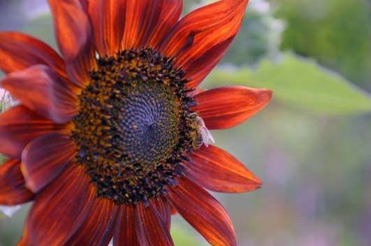 Sunflower Red Sun Seeds