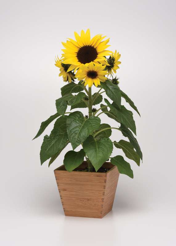 Sunflower Sunbuzz Seeds