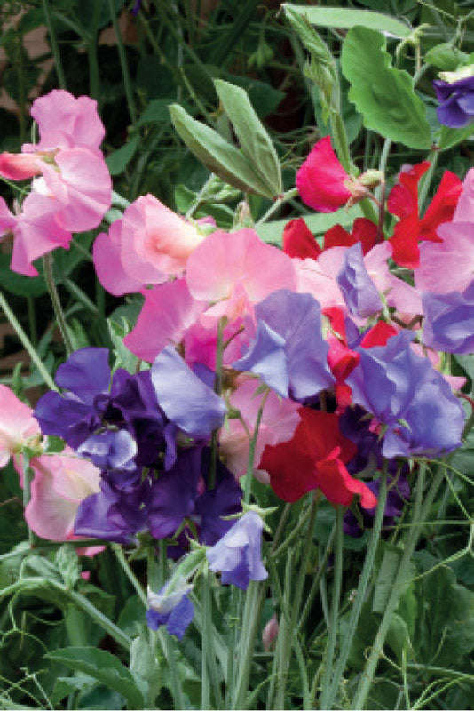 Sweetpea Bijou Mix Seeds