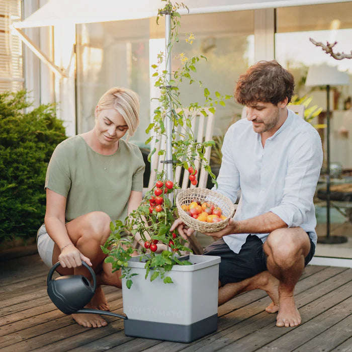 TOM TOMATO (Self Watering Pot)