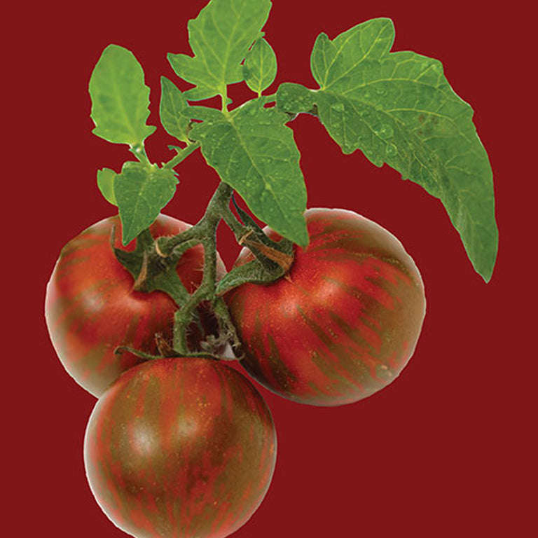 Tomato Black Krim Seeds