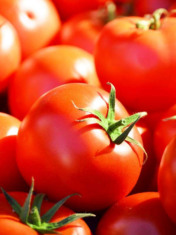 Tomato Floradade Seeds