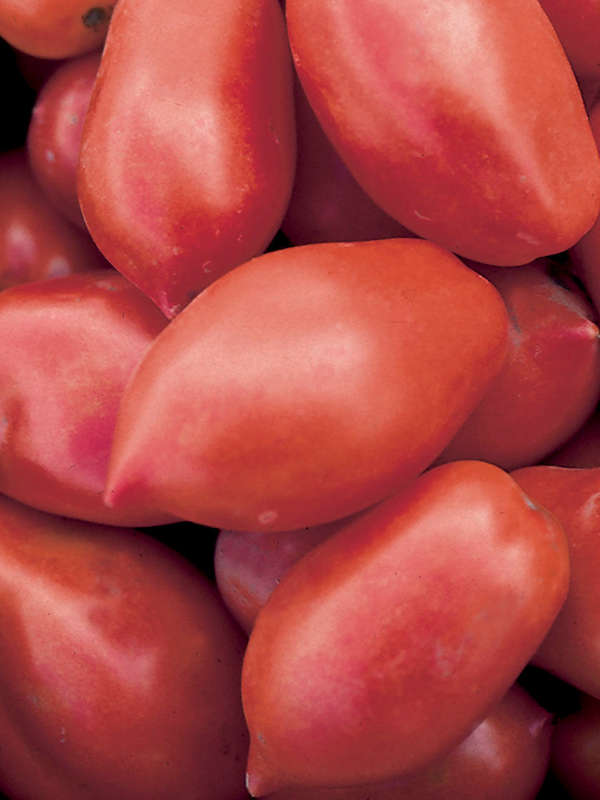 Tomato Roma Vf Seeds