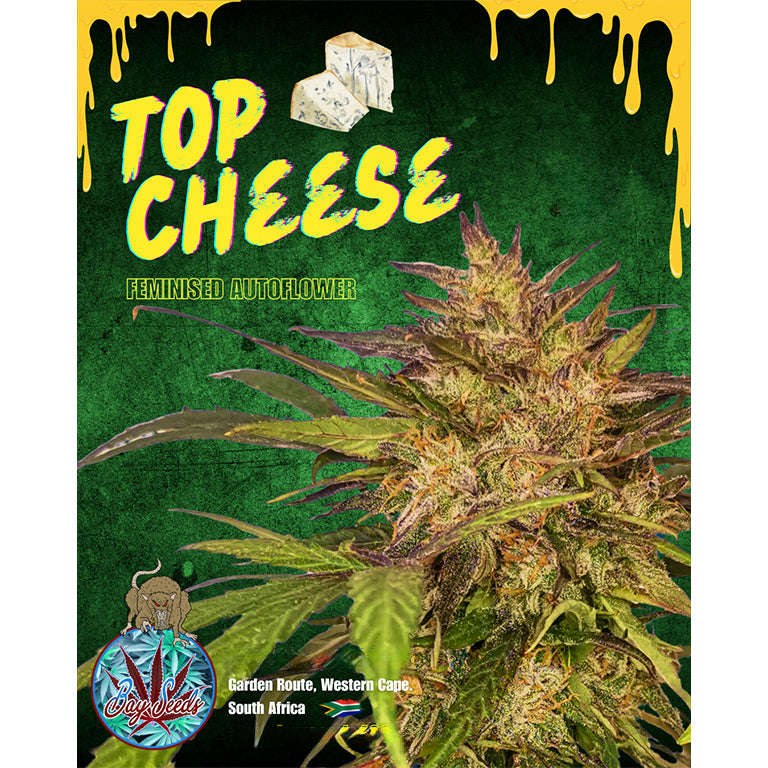 Top Cheese AUTO Fem 3 SEED PACK