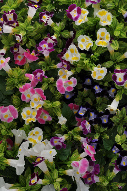 Torenia Kauai Mix Seeds