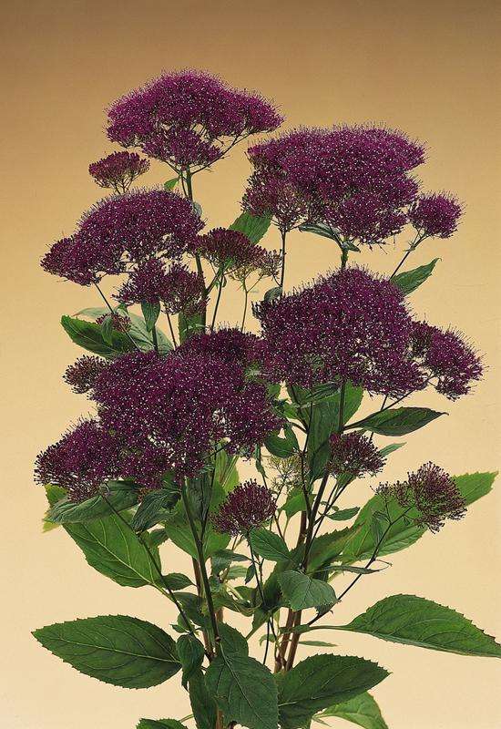 Trachelium Lake Michigan Purple Seeds