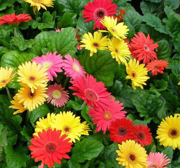 Gerbera Single Flower Hybrid Mix Seeds