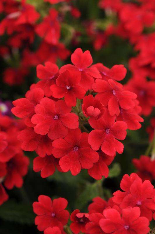 Verbena Quartz Scarlet Xp Seeds