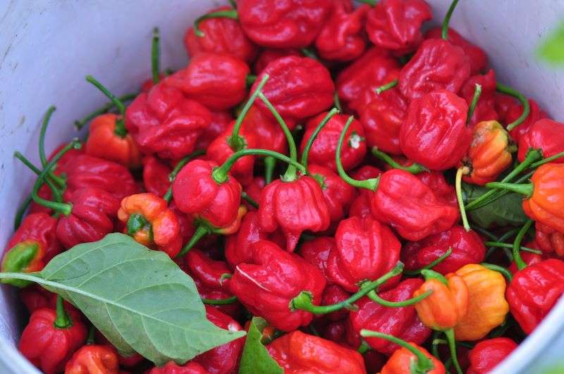Capsicum Trinidad Scorpion - Chili Seeds