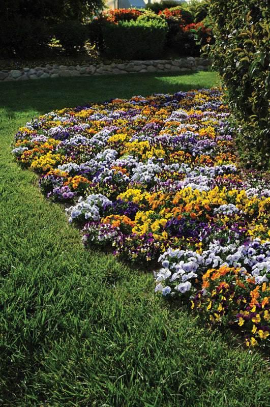 Viola Sorbet Mix Xp Seeds