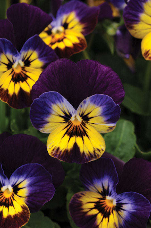 Viola Sorbet Midnight Glow Seeds