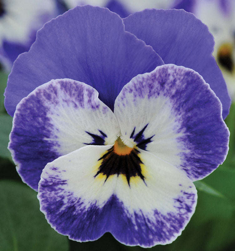 Viola Sorbet Delft Blue Xp Seeds