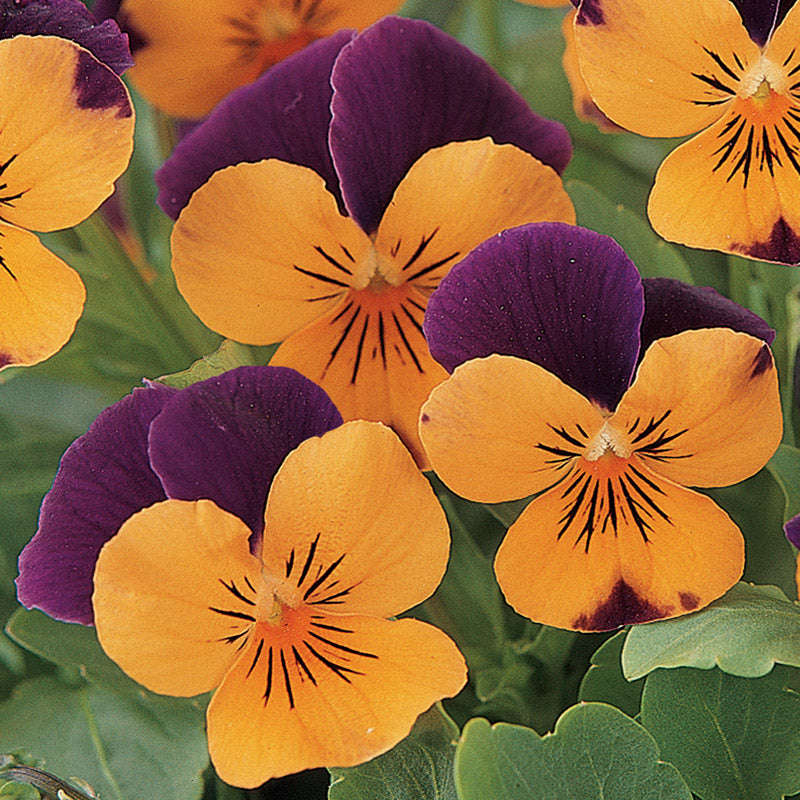 Viola Sorbet Orange Jump Up Xp Seeds