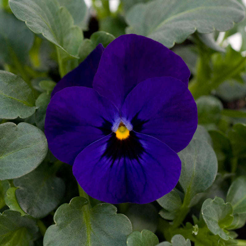 Viola Sorbet Blue Blotch Xp Seeds