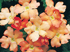 Verbena Obsession Apricot Seeds