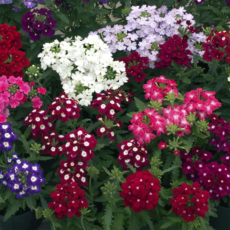 Verbena Obsession Formula Mix Seeds