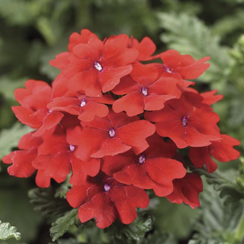 Verbena Obsession Scarlet Seeds