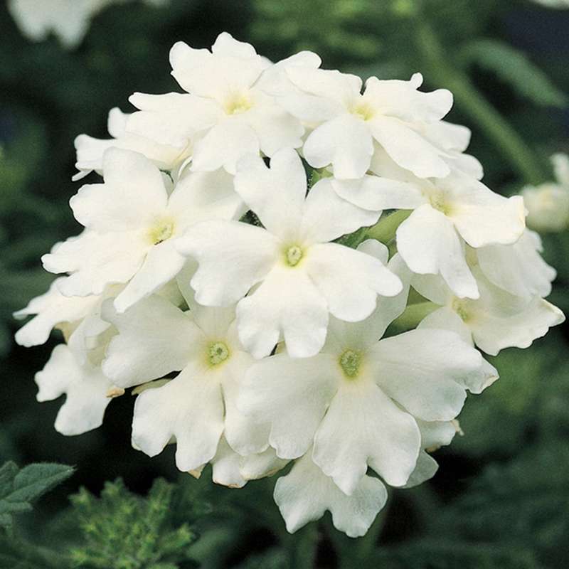 Verbena Obsession White Seeds