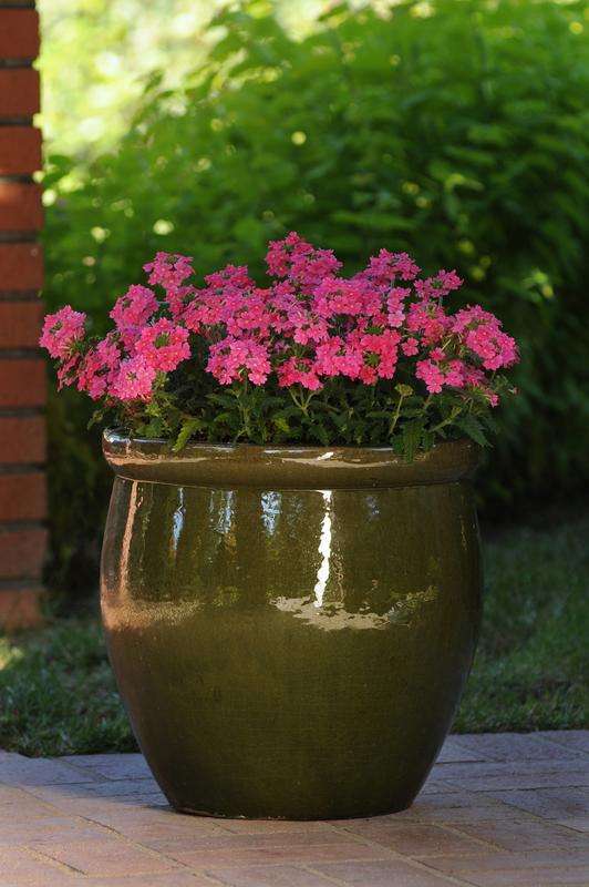 Verbena Quartz Pink Xp Seeds
