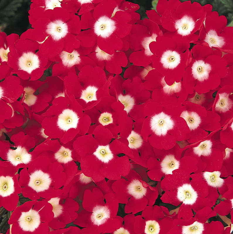 Verbena Quartz Red Eye Xp Seeds