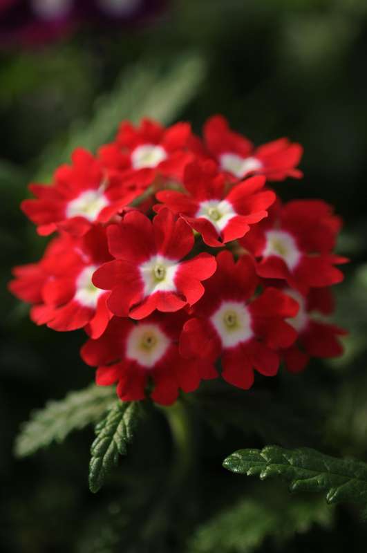 Verbena Quartz Red Eye Xp Seeds