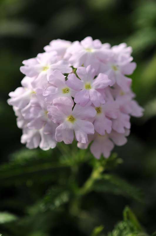 Verbena Quartz Xp Silver Seeds