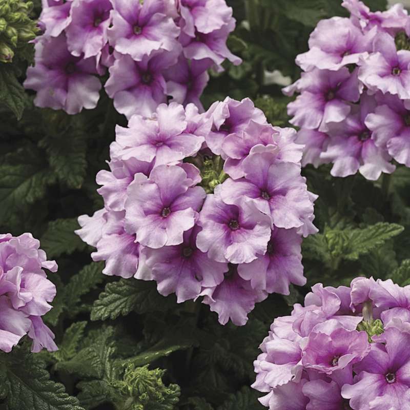 Verbena Tuscany Orchid Frost Seeds