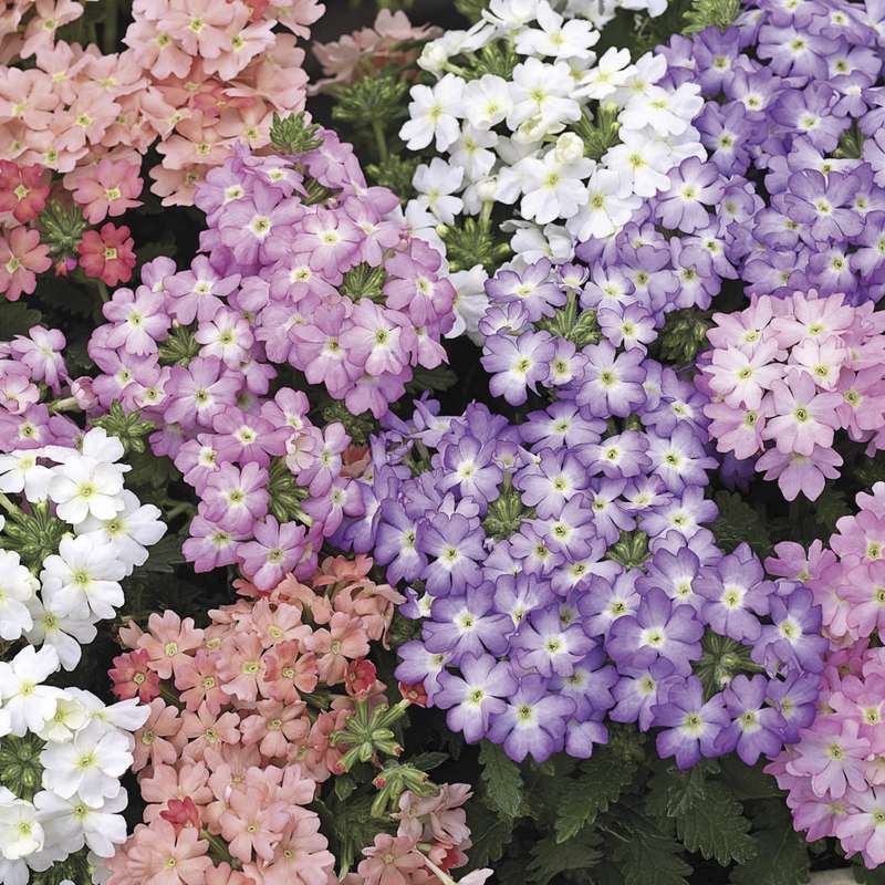 Verbena Tuscany Pastel Mix Seeds