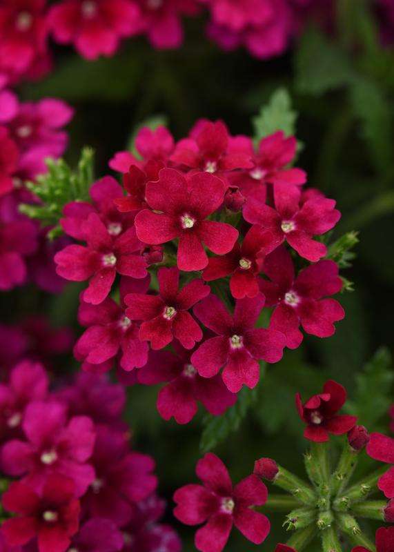 Verbena Quartz Xp Bordeaux Seeds