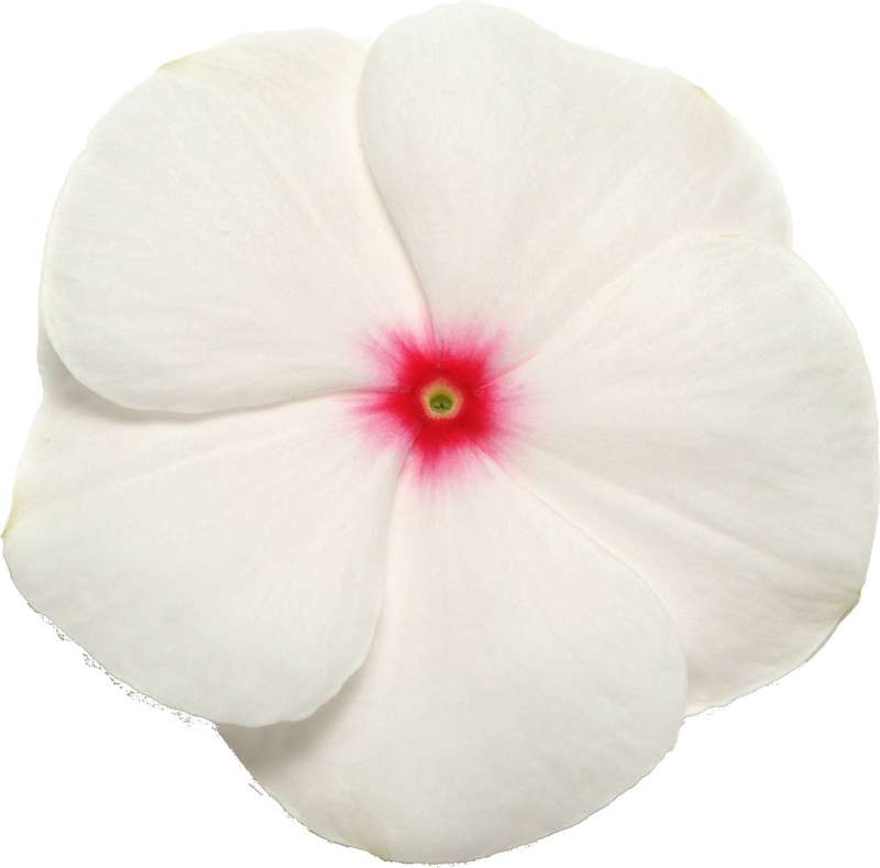 Vinca Pacifica Polka Dot Xp Seeds