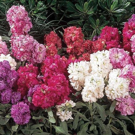 Stocks Vintage Mixed Seeds