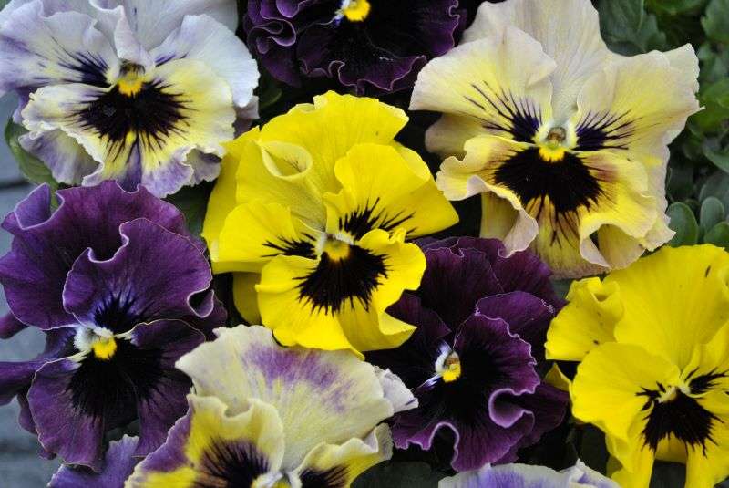 Viola Frizzle Sizzle Mini Mix Seeds