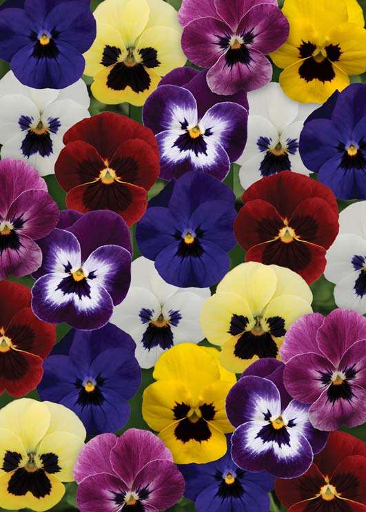 Viola Sorbet Blotch Mix Xp Seeds