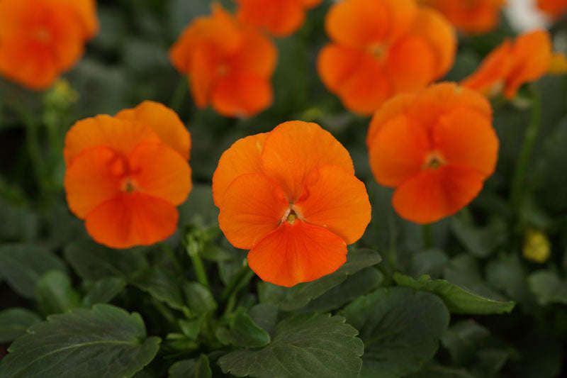 Viola Sorbet Deep Orange Xp Seeds