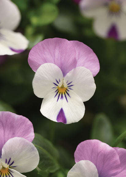 Viola Sorbet Pink Wing Xp Seeds