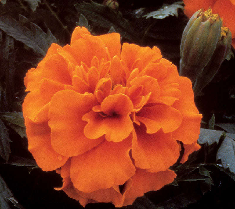Marigold Bonanza Deep Orange Seeds