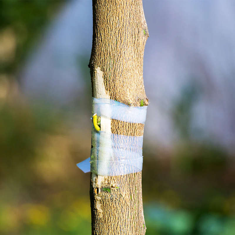 Parafilm Grafting Tape (27m x 12mm)