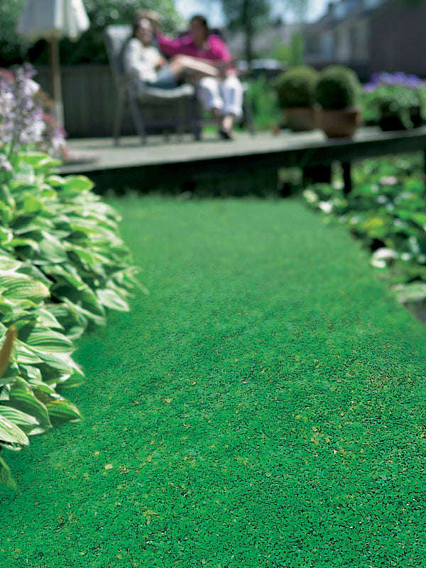 Wonderlawn Seeds