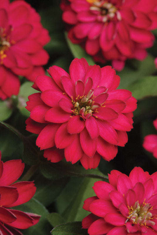Zinnia Zahara Double Cherry Seeds