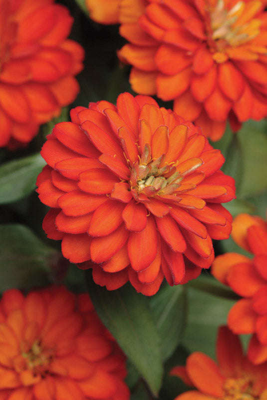 Zinnia Zahara Double Fire Seeds