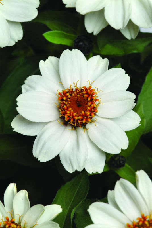 Zinnia Zahara White Seeds