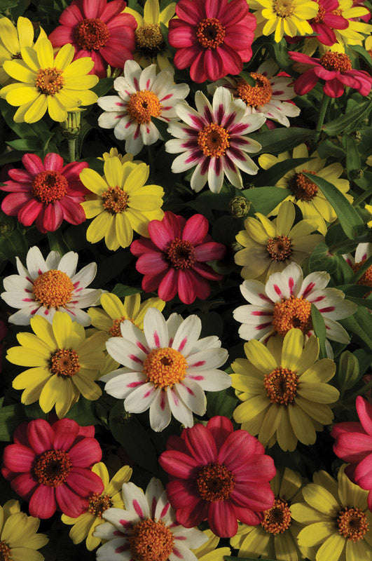 Zinnia Zahara Raspberry/Lemonade Mix Seeds