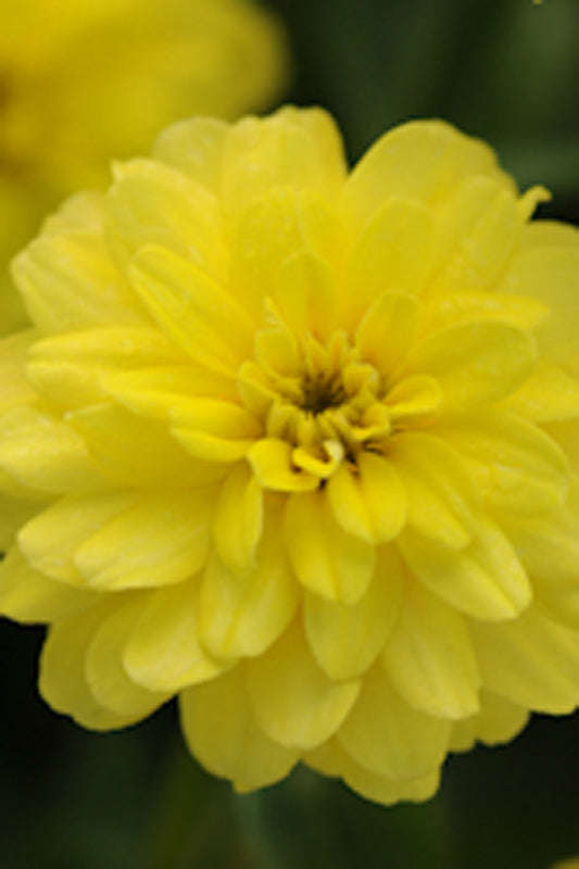 Zinnia Zahara Double Yellow Seeds